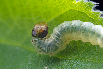 Lepidoptera larvae in the wild, North China