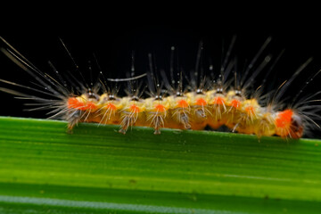 Lepidoptera larvae in the wild, North China
