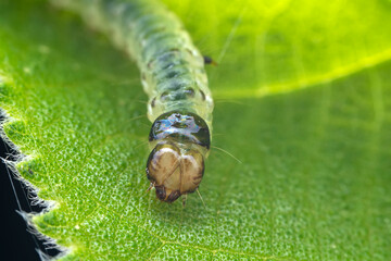 Lepidoptera larvae in the wild, North China