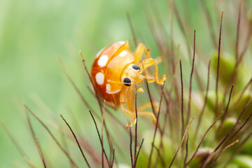 Ladybugs on wild plants, North China