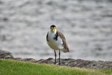Masked Lapwing (Plover)