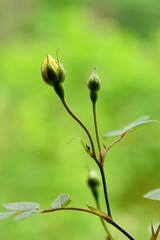 Fototapeta premium buds of a willow