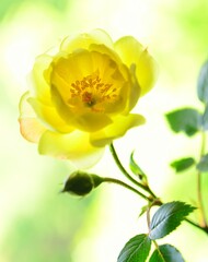 Naklejka premium yellow rose