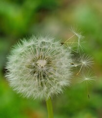dandelion seeds in the wind