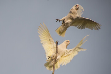 Cockatoos in flight