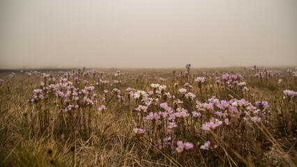 field of flowers