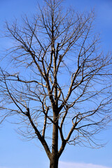 tree in winter