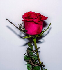 red rose wrapped in barbed wire 