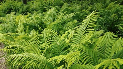 The beauty of Korea.