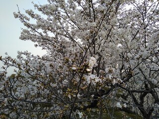 満開の桜、近くの河原にて