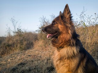 Female german shepherd sitting actively on grass. Aggressive dog.