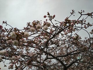 満開の桜、近くの河原にて