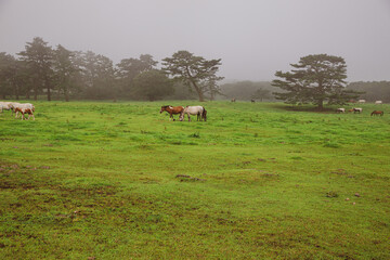 Horses are roaming freely in the meadow