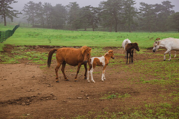 Naklejka na ściany i meble Horses are roaming freely in the meadow