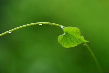 leaf with water drops