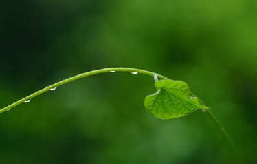 leaf with water drops