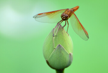 close up of a dragonfly