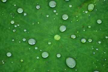 green leaf with drops of water