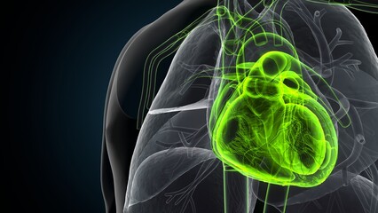 3d illustration of human body organ(heart)anatomy.