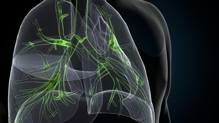 3d illustration of human body  larynx trachea bronchi anatomy.