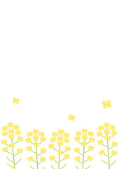 菜の花の背景イラスト