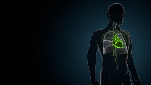 3d illustration of human body organ(heart)anatomy.