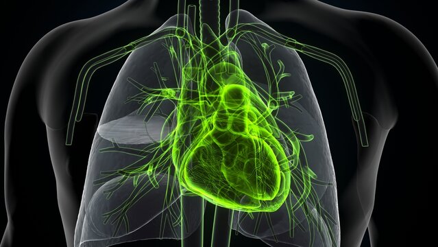 3d illustration of human body organ(heart)anatomy.