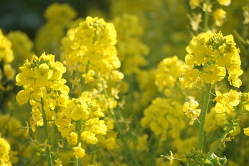 菜の花