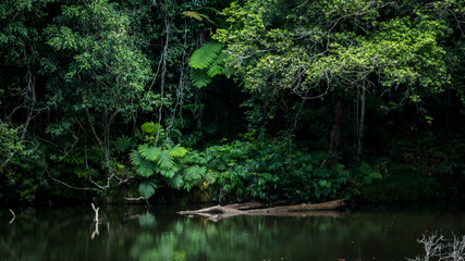 Fototapeta na wymiar rainforest