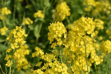 隅田川沿いで咲く菜の花
