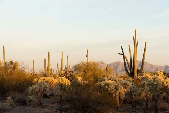 Male hiker enjoying a golden sunrise and sunset with the cactuses in Tucson Arizona in Saguaro National Park © Colleen