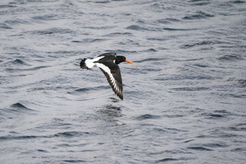 Eurasian Oystercatcher (Haematopus ostralegus)
