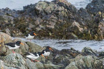 Eurasian Oystercatcher (Haematopus ostralegus)