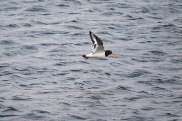 Eurasian Oystercatcher (Haematopus ostralegus)