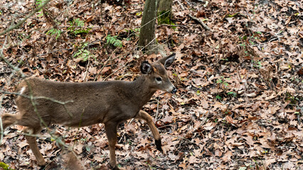 Fawn in the Woods