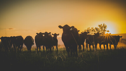 cows in the sunset