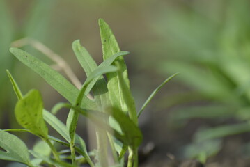 Obraz premium grass with dew drops