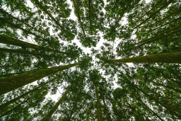 The trees are so dense that you can't even see the sky.