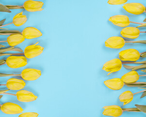 Yellow Tulip Flowers on Blue Background, copy space, flat lay 