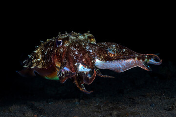 A giant Broadclub Cuttlefish - Sepia latimanus feeding on a small tuna. Underwater night life Bali, Indonesia.