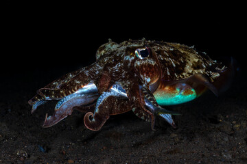 A giant Broadclub Cuttlefish - Sepia latimanus feeding on a small tuna. Underwater night life Bali, Indonesia.