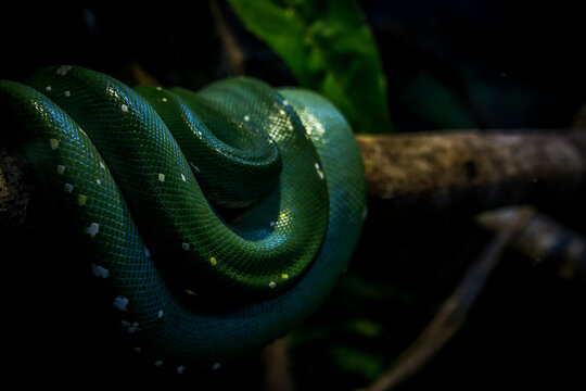 green snake on a tree