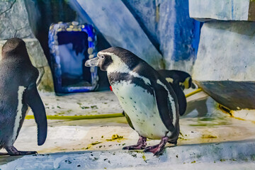 penguin in the zoo