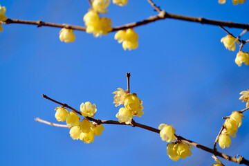 早春晴れた日の蝋梅の花（ロウバイ）