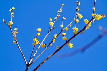 早春晴れた日の蝋梅の花（ロウバイ）