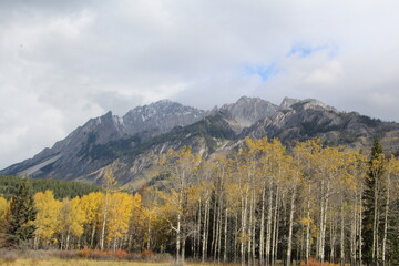 Autumn Along The Ridge, Banff National Park, Alberta