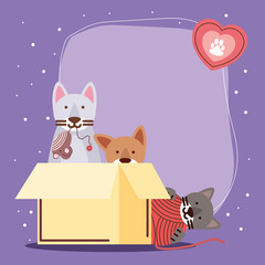 pets cute cats