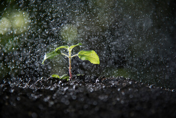 sacred basil sprout growing in drizzle rain 
