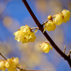 早春晴れた日の蝋梅の花（ロウバイ）