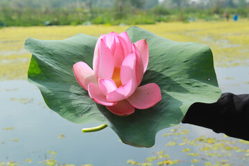 A women holding a lotus flower plucked from Nigeen lake in Kashmir